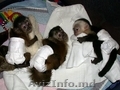 Minunate maimuțe capucine de vânzare